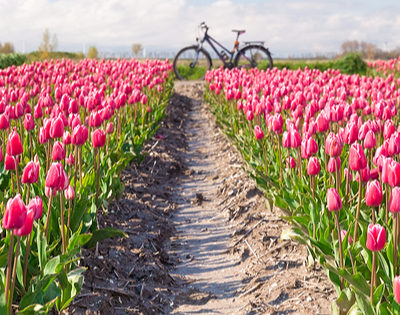 Easy Bike and Barge Tour: discover the Dutch Tulips with BikePlanet